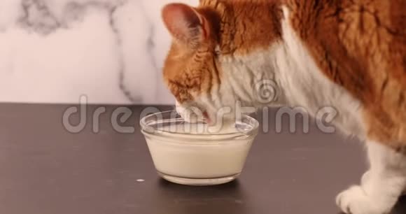 视频猫喝牛奶的速度很快从玻璃碗视频的预览图