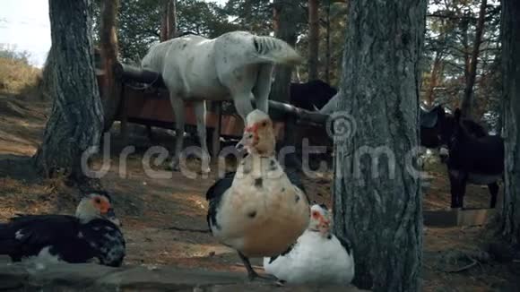农场里的动物视频的预览图