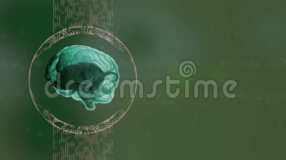 脑解剖在绿色背景下在胶囊中旋转的绿色阴影下的真实人脑视频的预览图