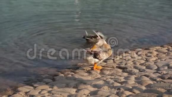 鸭子在湖边清洁它的身体视频的预览图