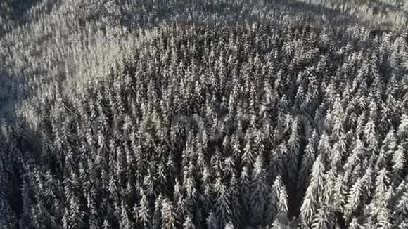 冬季的森林空中冰冻的雪景雪季视频的预览图