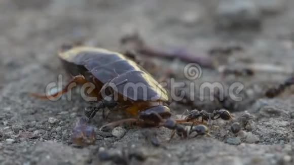 蚂蚁吞食蟑螂视频的预览图