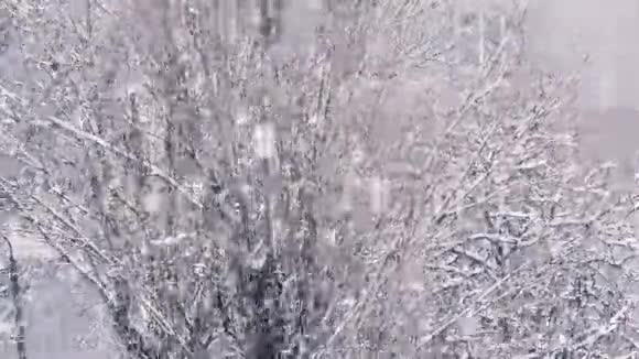 冬天霜天大雪寒冷冰冻的电影景观自然季节雪花飘落视频的预览图