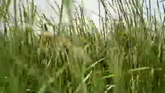 芦苇的叶子在风中风里的芦苇风吹草视频的预览图