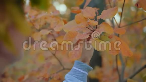 特写镜头美丽的女人秋叶的呼吸看着灌木上的叶子视频的预览图