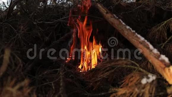 着火了篝火在森林里燃烧在森林里做饭的篝火燃烧干树枝森林中的旅游火灾视频的预览图
