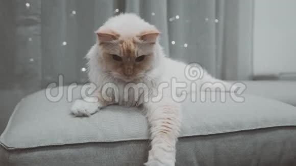 白色RagdollFlamepointPlayfulflffy猫看着镜头蓝眼花在教练沙发床上紧身衣后面有闪光灯视频的预览图