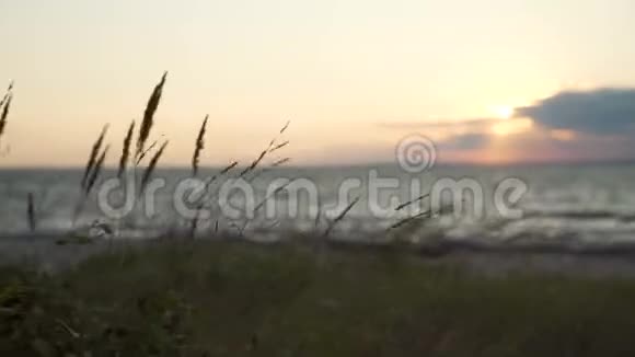 日落时的野生海滩视频的预览图