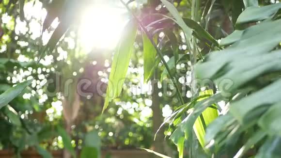 模糊紧密明亮多汁的异国热带丛林树叶阳光复制空间花园里郁郁葱葱摘要视频的预览图