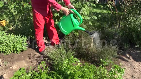 人在菜园里用4K的绿色浇水罐浇草视频的预览图