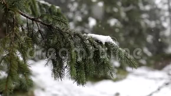雪落在杉树枝上雪从森林中的松树枝上落下来视频的预览图