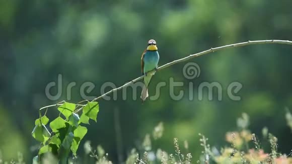 欧洲蜜蜂食鸟梅罗普斯阿帕斯特栖息在绿色自然背景的树枝上视频的预览图