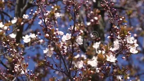 4开花盛开的树果园春天的果实樱花苹果桃视频的预览图