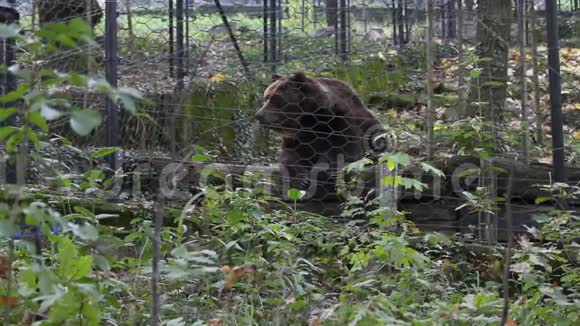 动物园围栏里的一只棕色熊视频的预览图
