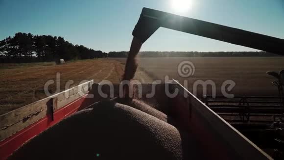 一个稳定的谷物流麦的详细视图通过一个组合的延伸流入卡车容器视频的预览图
