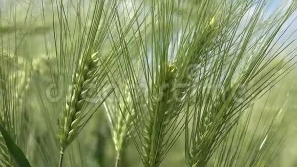 麦田里的小麦闭上耳朵大麦谷物在刮风的日子里摇摆视频的预览图
