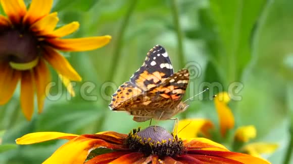 美丽的蝴蝶在花园里的一朵花上夏天的自然视频的预览图