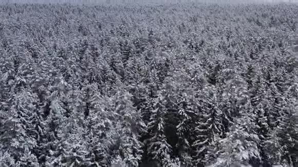 从无人驾驶飞机飞越雪林上空的云在冬天城市环境中树木上的纯雪视频的预览图