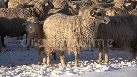 4在雪山上放牧的绵羊放牧的羔羊群视频的预览图