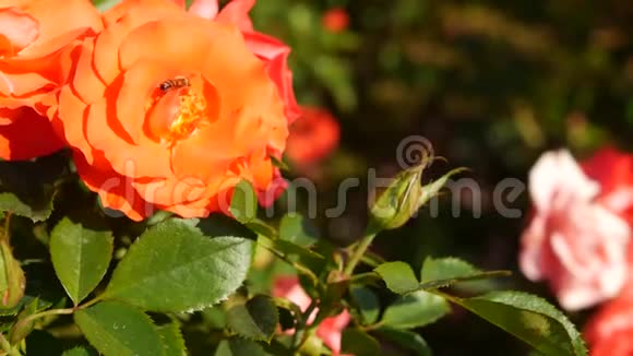 英国玫瑰园玫瑰花背景嫩花盛开蜜蜂采花粉念珠的特写视频的预览图