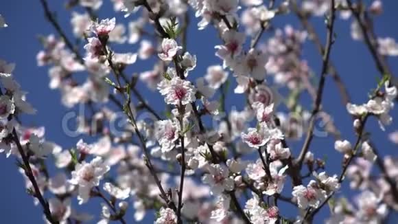 4开花盛开的树果园春天的果实樱花苹果桃视频的预览图