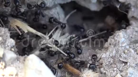 4K蚂蚁为冬天收集食物蚂蚁山工人昆虫蜂巢宏观视频的预览图