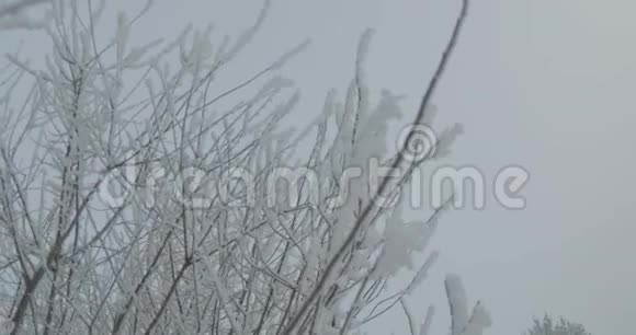 雪霜植被树视频的预览图