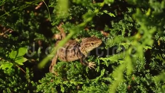 蜥蜴坐在绿草中视频的预览图