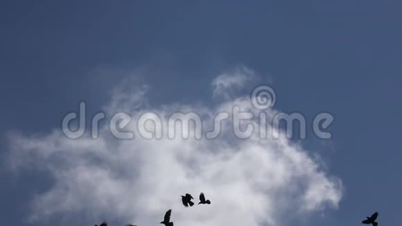 乌鸦在多云的天空中飞翔乌鸦在飞翔鸟儿在空中飞翔夏天视频的预览图