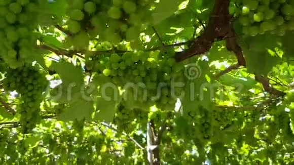 葡萄树上挂着成熟的绿色葡萄视频的预览图