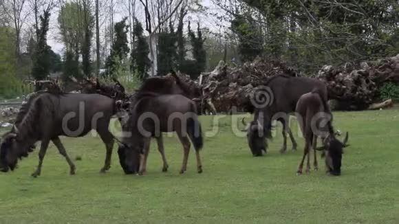 一群野牛在野生动物园里吃草地上的草视频的预览图