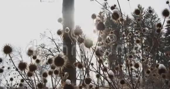 在冬天的景色中阳光透过白雪覆盖的植物的样式照射进来视频的预览图