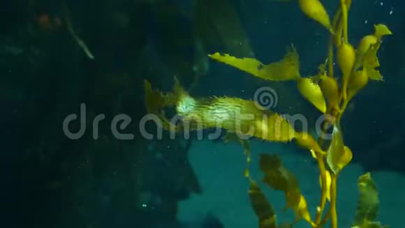 光线穿过一片巨大的海带森林囊藻潜水水族馆和海洋概念水下视频的预览图