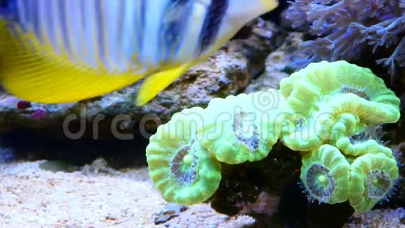 珊瑚礁池内的绿珊瑚咸水水族馆视频的预览图