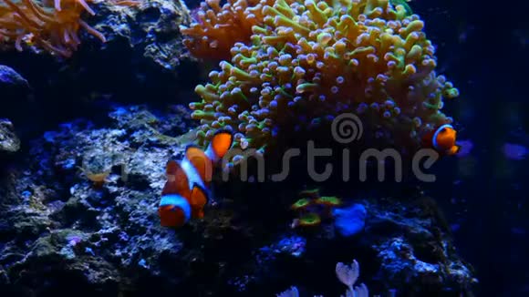 咸水水族馆中的软珊瑚绒花与小丑鱼视频的预览图