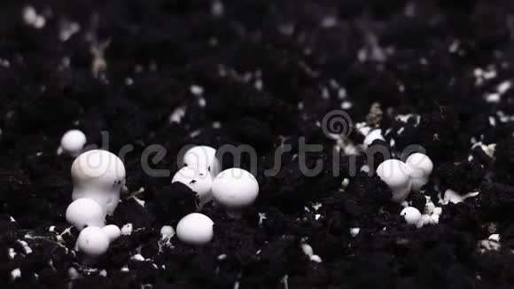 香槟榔蘑菇生长时间推移新鲜的新蘑菇从地面发芽视频的预览图