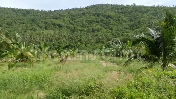 泰国阳光明媚的日子里明亮的绿色植物香蕉园和椰子棕榈树泰国的典型景观视频的预览图