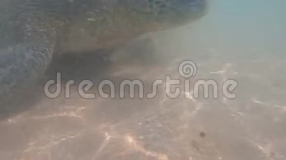 一只大海龟在沿海地带游泳斯里兰卡视频的预览图