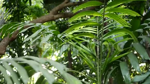 模糊紧密明亮多汁的异国热带丛林树叶纹理背景复制空间花园里的茂密的树叶视频的预览图