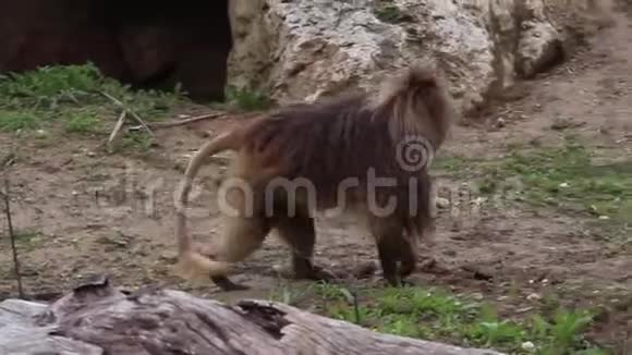 盖拉达狒狒走在野生动物园里视频的预览图