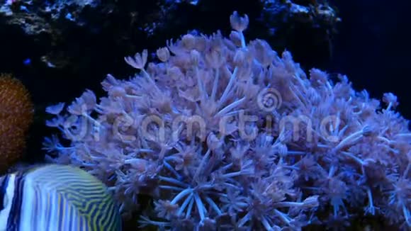 盐水箱中的软珊瑚虫视频的预览图
