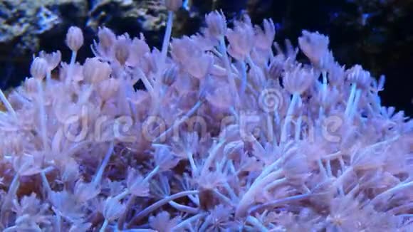 咸水水族馆中的软珊瑚绒花与小丑鱼视频的预览图