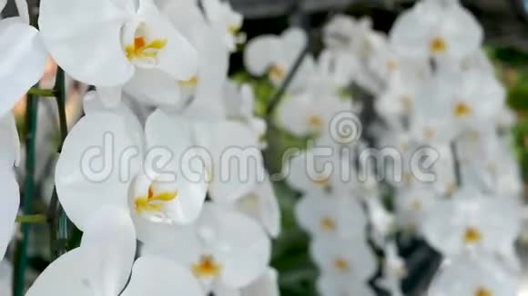 精致的白色优雅兰花在阳光下有黄色的花心春季热带花瓣的特写镜头视频的预览图