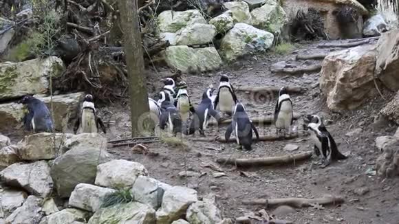 一群企鹅在一个野生动物园里视频的预览图