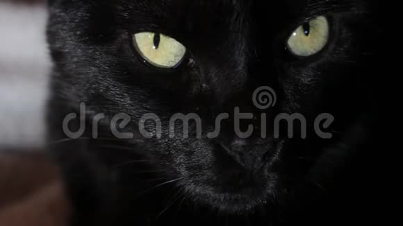 一只美丽而放松的黑猫被某种东西分心的特写镜头视频的预览图