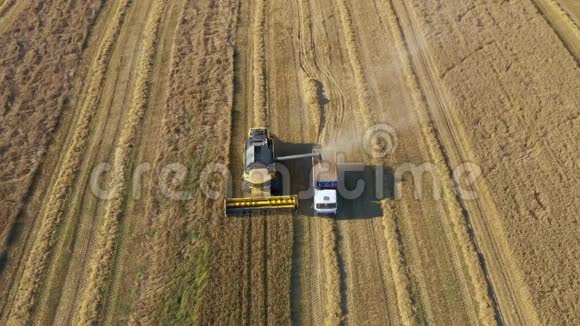 农场联合收割的小麦粮食进入拖拉机拖车视频的预览图