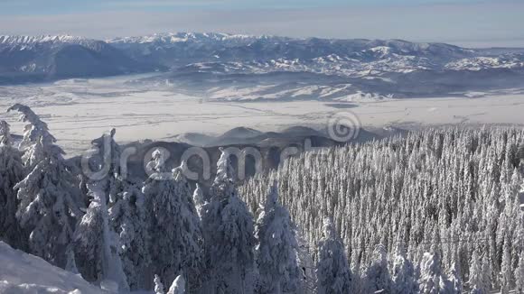 冬季景观雪覆盖的山脉和冷杉树滑雪胜地高山的圣诞雪阿尔卑斯山的景色视频的预览图
