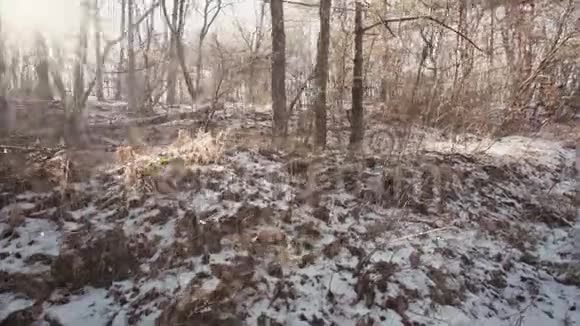 阳光透过林间树木照耀冬天雪日远足电影开阔视野山视频的预览图
