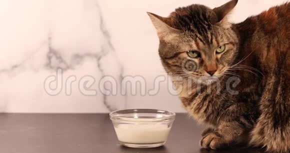 家猫想喝牛奶但不舒服视频的预览图