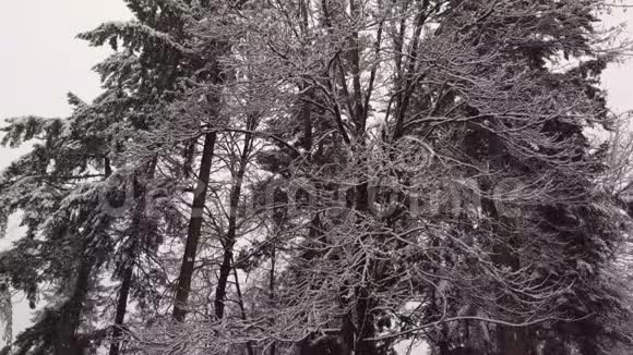 在太平洋西北深处的树木中雪稳步地落下视频的预览图